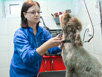 Cabinet Veterinar Brasov - Imagine 1